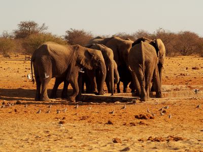 Varios elefantes beben en Ethosa