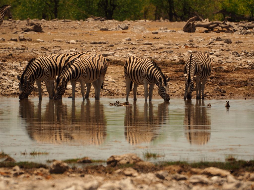 Varias cebras bebiendo en Ethosa