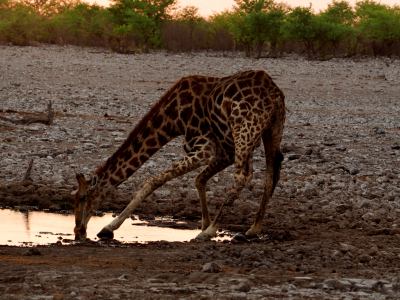 Una jirafa bebe en Ethosa al amanecer