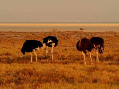 Varias avestruces en Ethosa