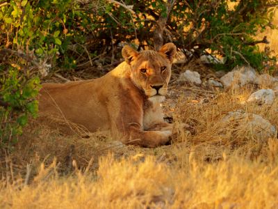 Una leona descansa en Ethosa