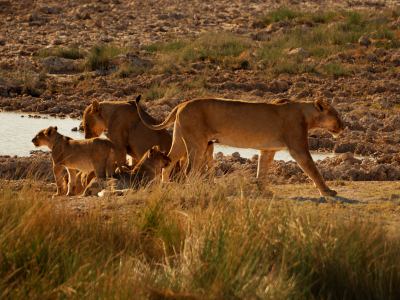 Una camada de leonas en Etosha