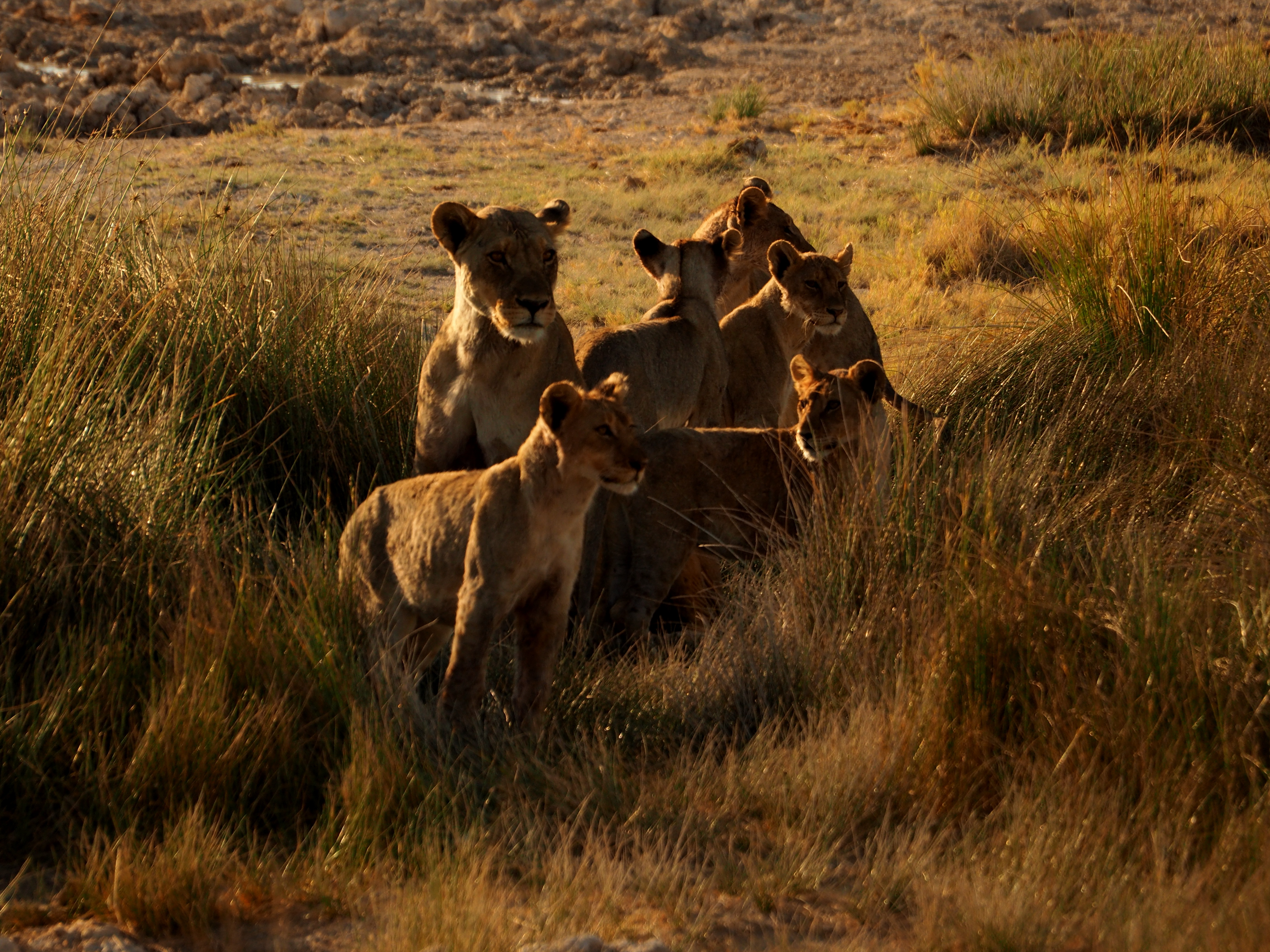 El Parque Nacional de Etosha, la belleza de Namibia en 12 días, 1 parte