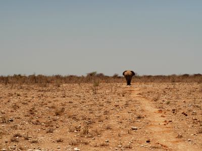 Un elefante se pierde en la inmensidad de Ethosa