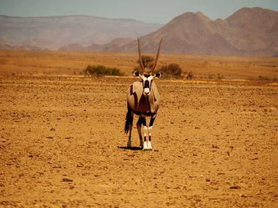 Animales por todas partes en el Desierto de Namib