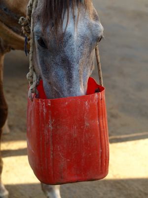 Así alimentan los caballos en Saint Louis