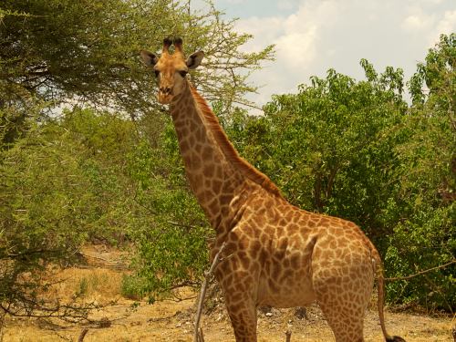 Una jirafa nos mira en Moremi