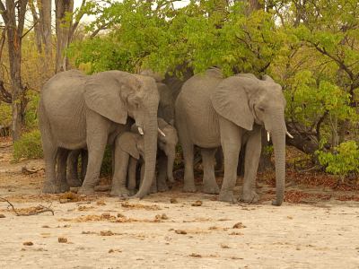 Elefantes en Moremi Game Reserve