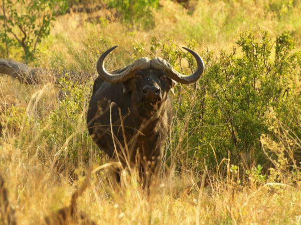 Bufalo que nos mira desafiante en Moremi