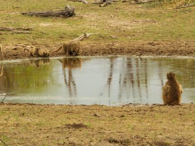 More game reserve en Botswana