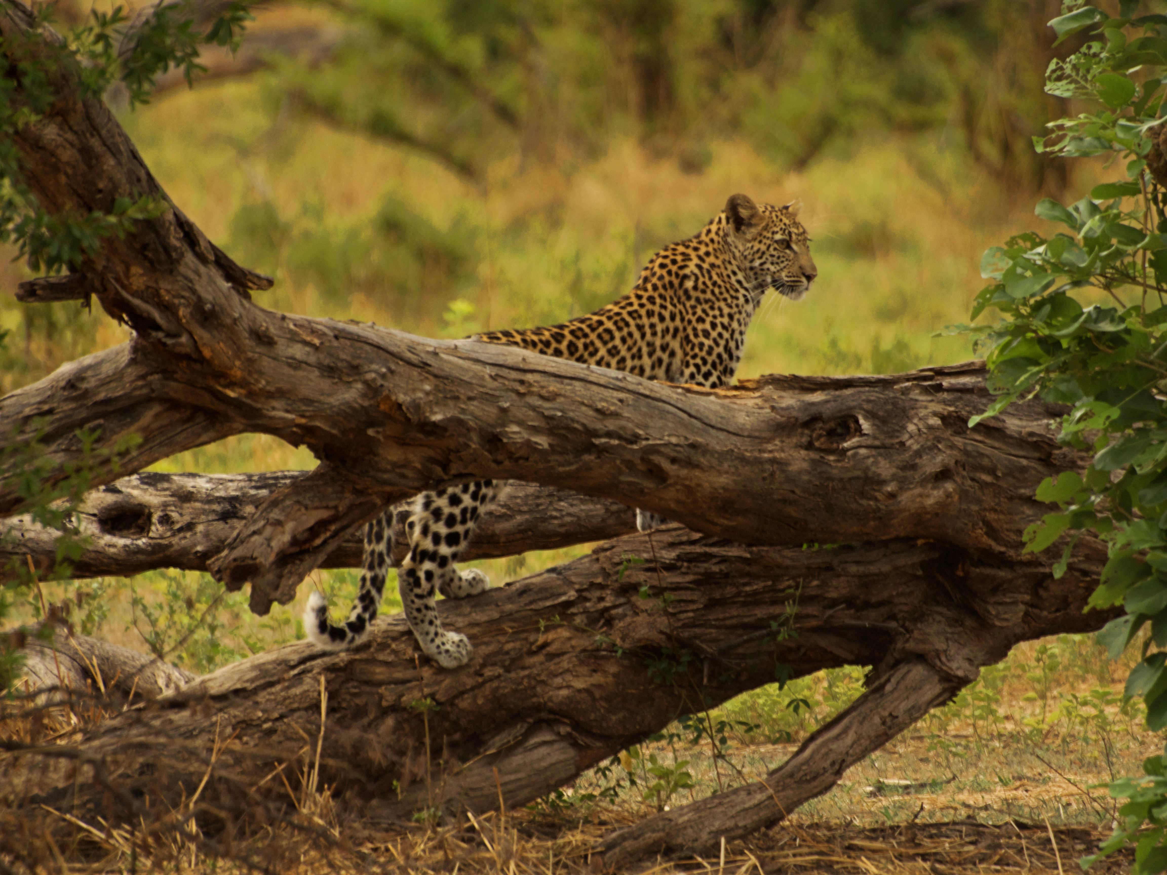 Un leopardo en la Reserva de Moremi junto a nuestro campamento