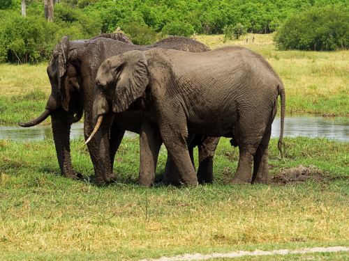 Dos elefantes en el Delta del Okavango