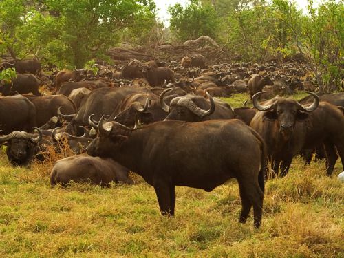 Una manada de búfalos