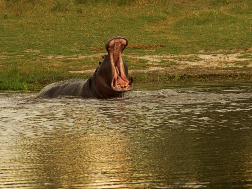 Un hipopótamo desafiante