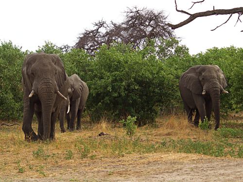 Elefantes en Moremi derrumban un árbol