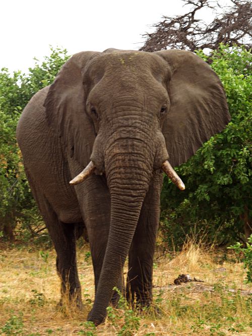 Elefante en Moremi