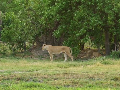 Dos leonas cazando en Moremi