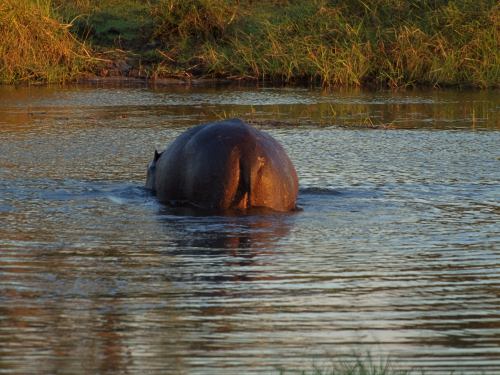 Un hipo en el Delta del Okavango