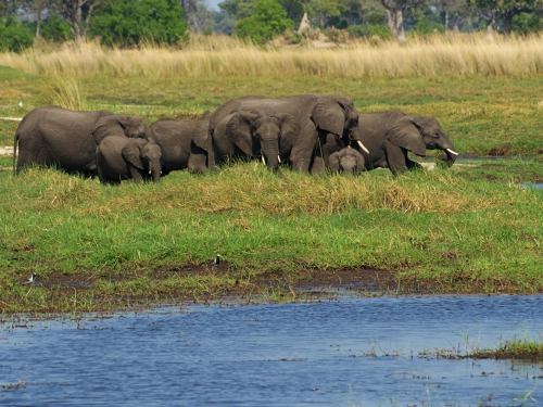 Grupo de elefantes en el Delta del Okavango