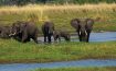 Elefantes en el Delta del Okavango