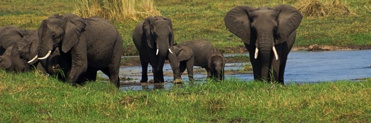 Elefantes en el Delta del Okavango