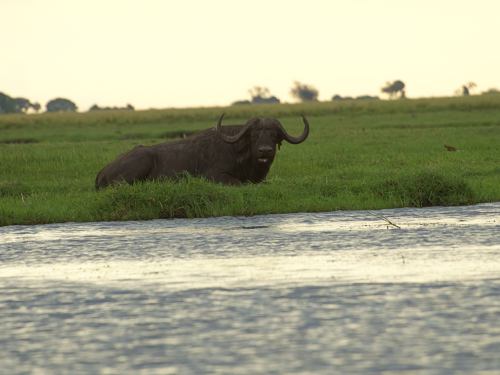 Un bufalo en el río Chobe