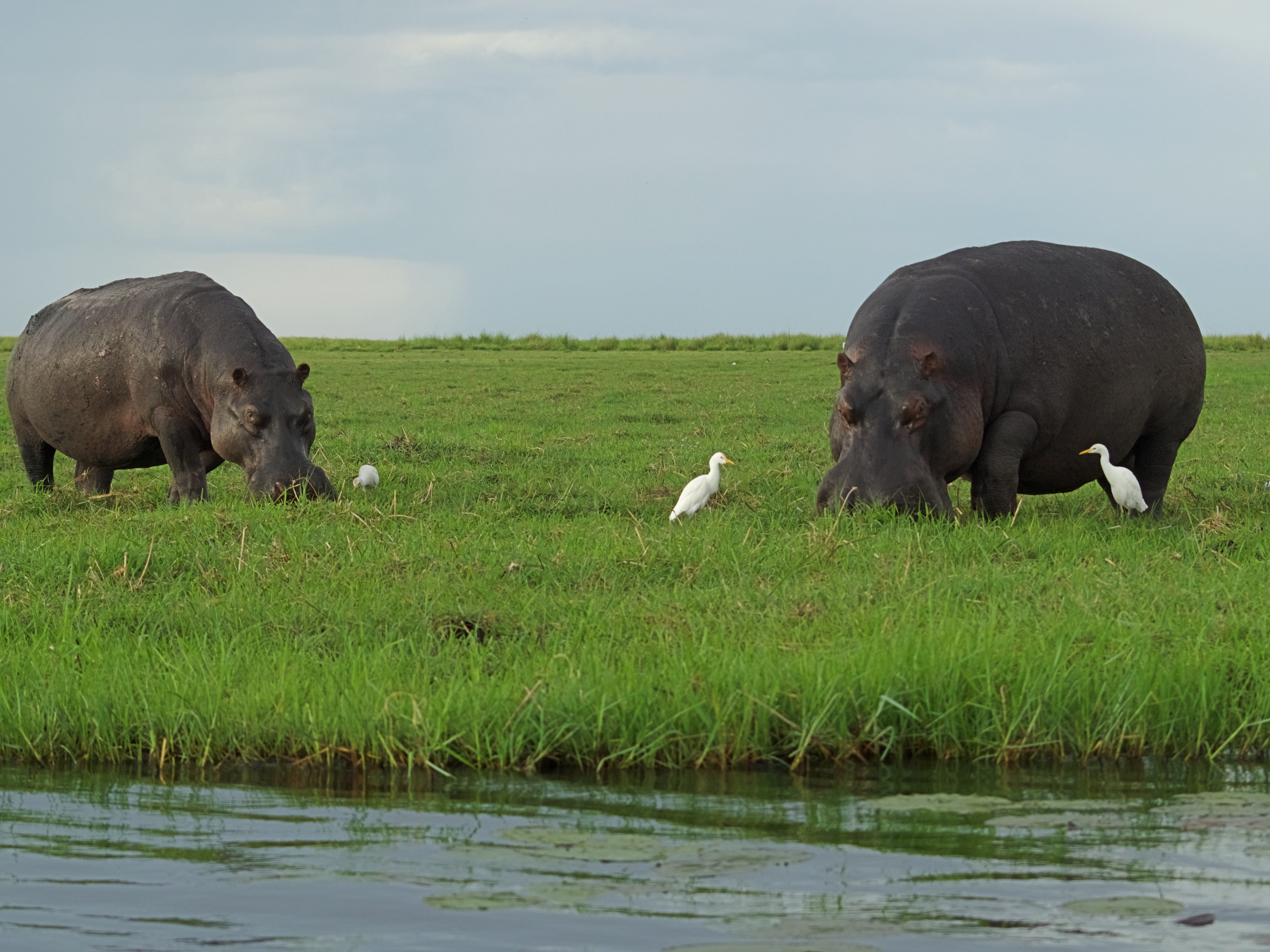 El Delta del Okavango, el Parque Nacional de Chobe