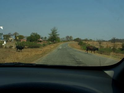 El ganado campea a sus anchas por Zimbabue