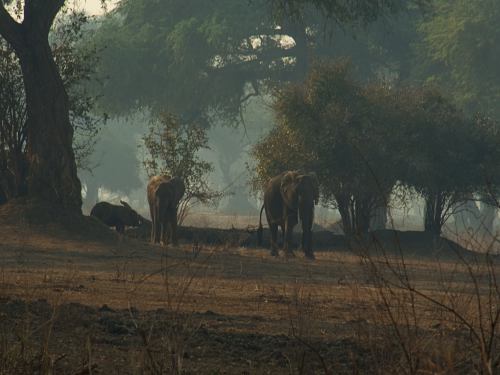 Elefantes en Mana Pools