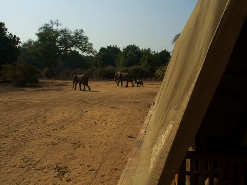 Elefantes ante nuestras tienda en Mana Pools