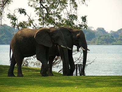 Elefantes en Tiger África