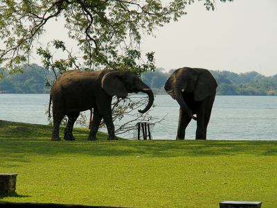 Lucha entre elefantes