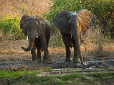 Dos elefantes en Tiger África