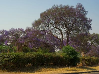 Jacarandas violetas por todas partes en Harare
