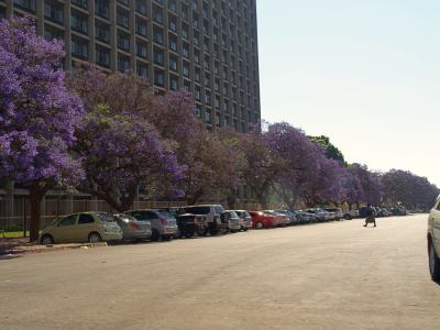 Avenidas de jacarandas violetas en Harare