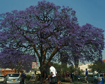 Harare ciudad de las jacarandas violetas