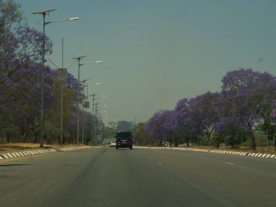 Una avenida de Harare con jacarandás violetas