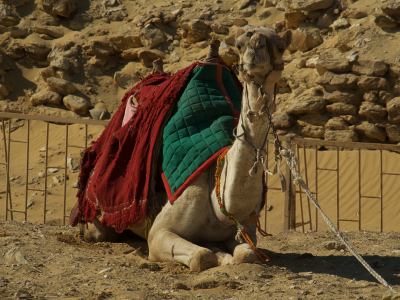 Otro camello en las Pirámides de Giza