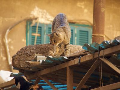 Un gato en un tejado de El Cairo