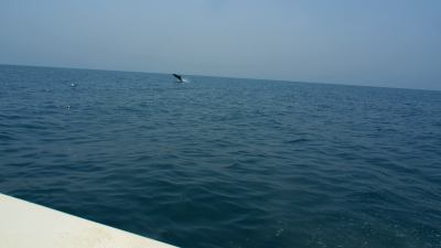 Delfines camino de la Isla de Orango