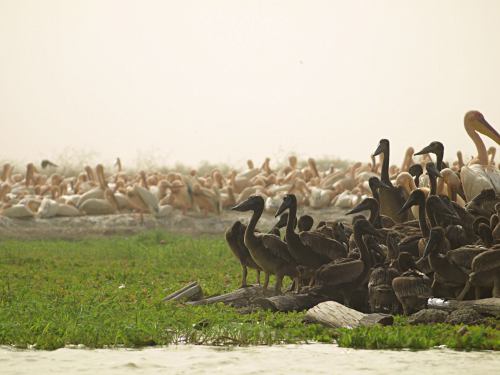 El Parque Nacional de las Aves del Djoudj