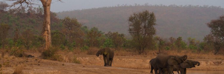 Elefantes en la Penjari (Benin)