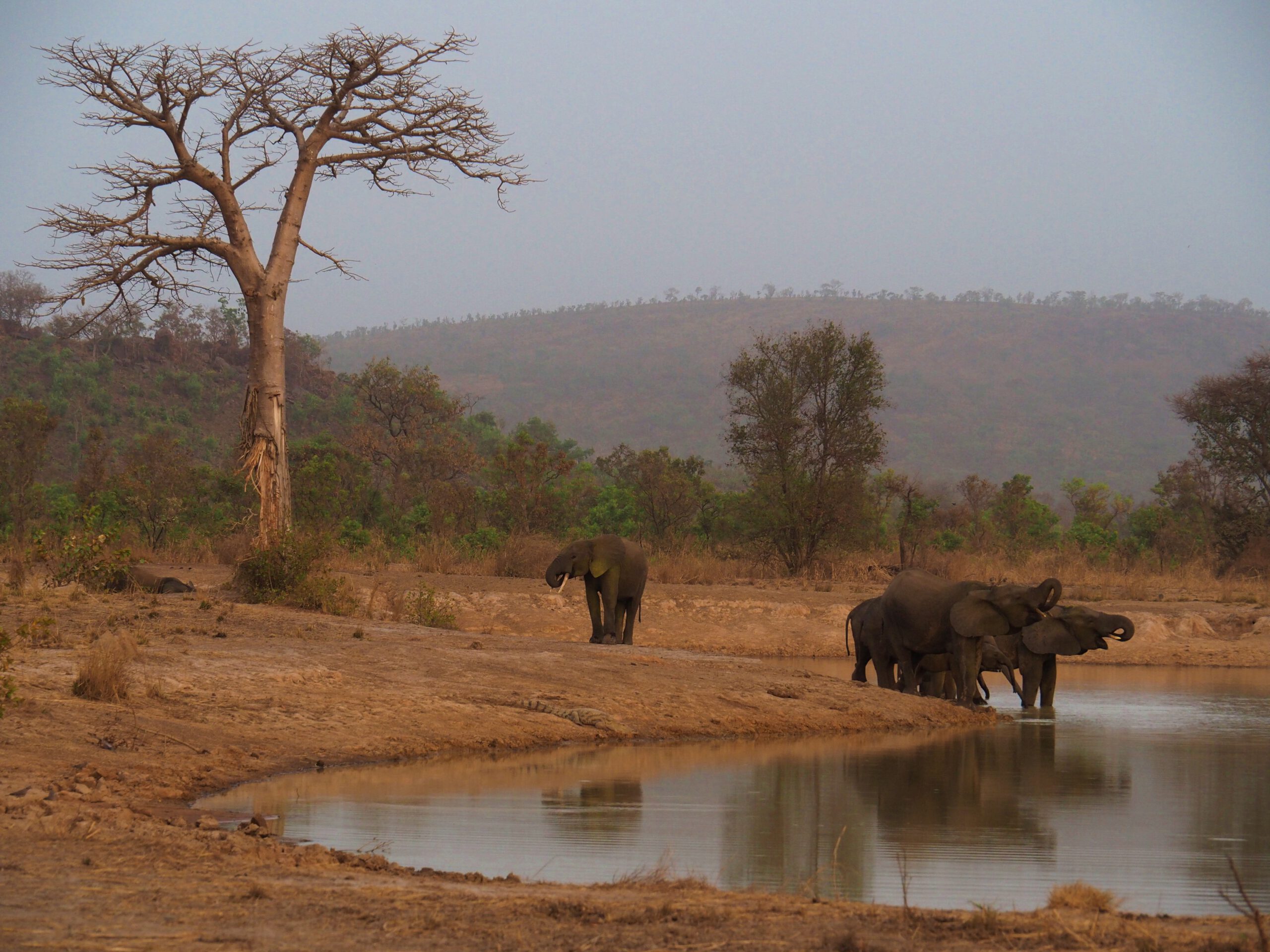 Elefantes en la Penjari (Benin)