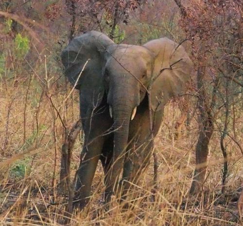 Un elefante en la Penjari (Benin)