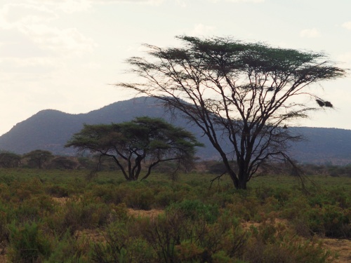 Acacias camino de Samburu Reserve Kenia