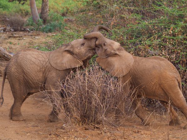 Dos bebes elefantes luchando en Samburu Reserve
