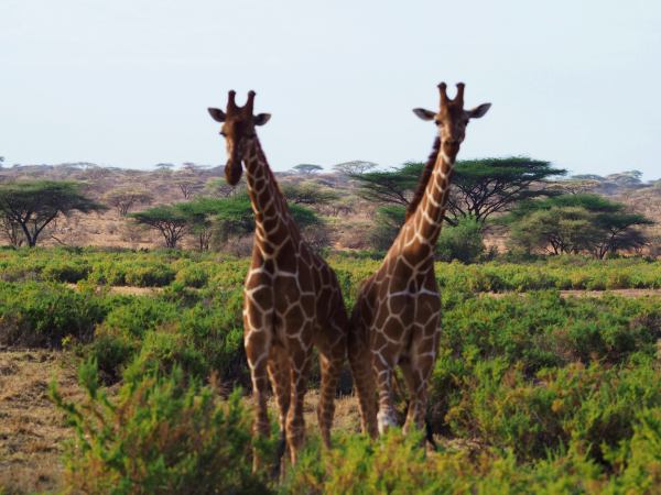 Dos jirafas en la Reserva de Samburu