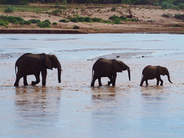 Tres elefantes cruzando el río de Samburu Reserve