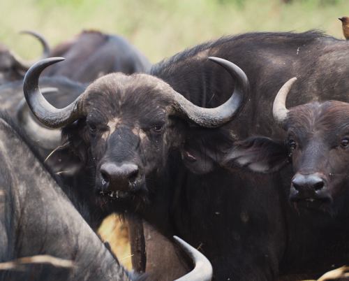 Un grupo de búfalos en Masai Mara