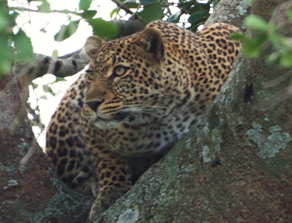 Un leopardo en un arbol de Masai Mara